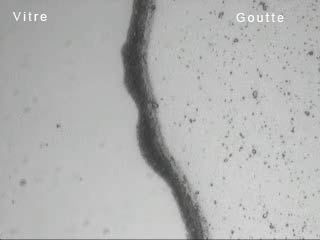 La migration des particules vers le bord de la goutte