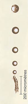 Formation de bulles. � G. Liger Belair