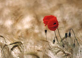 Coquelicot � Robert In Space