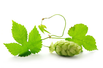 Houblon, from lupuline.fr