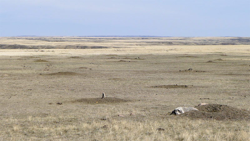 Colonie de chiens de prairie