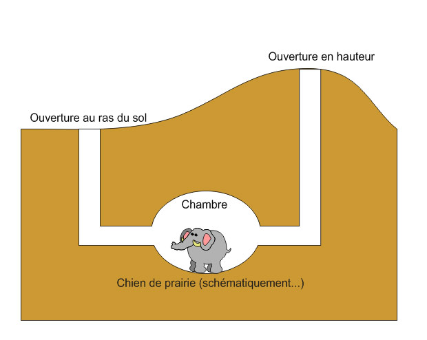 Coupe d'un terrier de chien de prairie