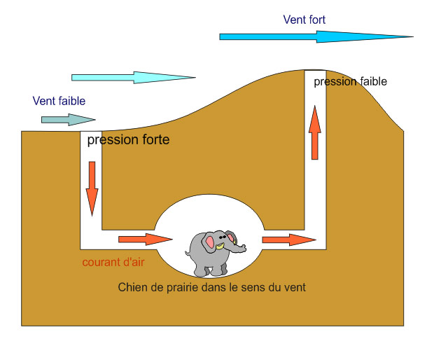 Terrier de chien de prairie: effet Venturi