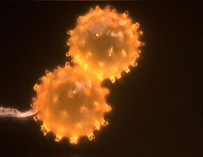 pollen d'hibiscus