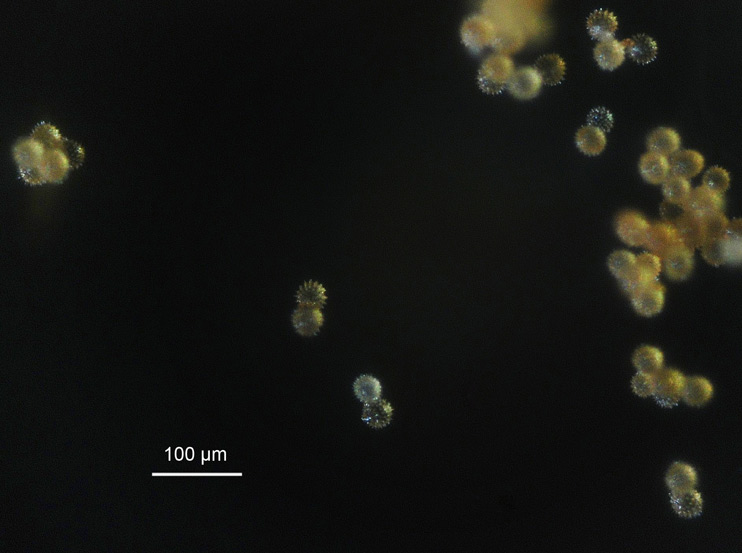 Pollen de Tournesol �Rob in Space